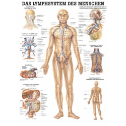 "Das Lymphsystem des Menschen" und "Lymphdrainage" Das Lymphsystem | Poster 50 x 70 cm | laminiert
