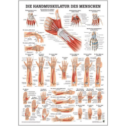 "Muskelsystem des Menschen" von verschiedenen Körperextremitäten Handmuskulatur des Menschen | Mini-Poster 24 x 34 cm | laminiert