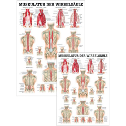"Muskelsystem des Menschen" von verschiedenen Körperextremitäten Muskulatur der Wirbelsäule | Poster 50 x 70 cm | unlaminiert