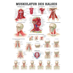 "Muskelsystem des Menschen" von verschiedenen Körperextremitäten Die Muskulatur des Halses | Mini-Poster 24 x 34 cm | laminiert