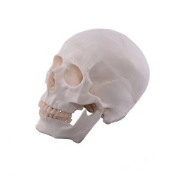 Anatomischer Menschlicher Schädel 