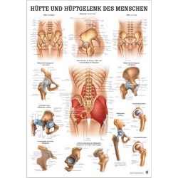 Hüfte und Hüftgelenke des Menschen Hüfte u. Hüftgelenke | Mini-Poster 24 x 34 cm | unlaminiert