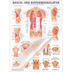 "Muskelsystem des Menschen" von verschiedenen Körpersequenzen Die Bauch- u. Rippenmuskulatur | Poster 50 x 70 cm | laminiert