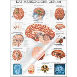 Das menschliche Gehirn Lehrtafel 70 x 100 cm | laminiert