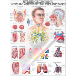 Atmungsorgane des Menschen Lehrtafel 70 x 100 cm | laminiert