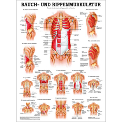 "Muskelsystem des Menschen" von verschiedenen Körpersequenzen Die Bauch- u. Rippenmuskulatur | Poster 50 x 70 cm | unlaminiert