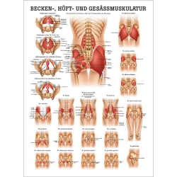 "Muskelsystem des Menschen" von verschiedenen Körpersequenzen Becken-, Hüft- u. Gesäßmuskulatur | Poster 50 x 70 cm | unlaminiert