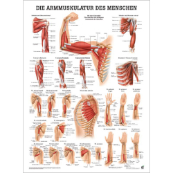 "Muskelsystem des Menschen" von verschiedenen Körpersequenzen Die Armmuskulatur des Menschen | Poster 50 x 70 cm | unlaminiert