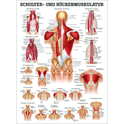 "Muskelsystem des Menschen" von verschiedenen Körpersequenzen Schulter- u. Rückenmuskulatur | Poster 50 x 70 cm | unlaminiert