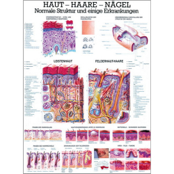 Lehrmittel "Haut, Haare und Nägel" Lehrtafel 70 x 100 cm | unlaminiert