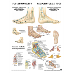 Miniposter "Körperakupunktur" Fußakupunktur | Poster 50 x 70 cm | unlaminiert
