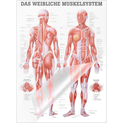 "Muskelsystem des Menschen" von verschiedenen Körpersequenzen Das weibliche Muskelsystem | Lehrtafel 70 x 100 cm | laminiert