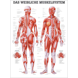 "Muskelsystem des Menschen" von verschiedenen Körpersequenzen Das weibliche Muskelsystem | Lehrtafel 70 x 100 cm | unlaminiert