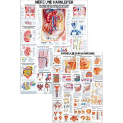 Lehrtafel "Niere u. Harnleiter", "Harnblase u. Harnröhre" 
