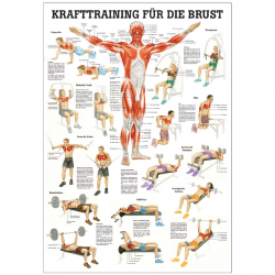 Krafttraining für die Brust Mini-Poster 24 x 34 cm | unlaminiert