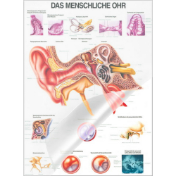 Lehrtafel "Das menschliche Ohr" Das menschliche Ohr | Lehrtafel 70 x 100 cm | laminiert