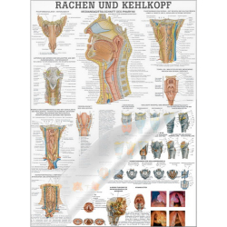 Lehrtafel "Rachen und Kehlkopf" Lehrtafel 70 x 100 cm | laminiert