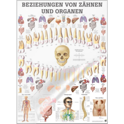 Beziehungen von Zähnen und Organen Lehrtafel 70 x 100 cm | laminiert