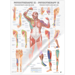 "Physiotherapie I-IX" Physiotherapie IX-Triggerpunkte Arm u. Bein | Mini-Poster 24 x 34 cm | laminiert