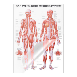 "Muskelsystem des Menschen" von verschiedenen Körpersequenzen Das weibliche Muskelsystem | Poster 50 x 70 cm | laminiert