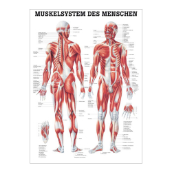 "Muskelsystem des Menschen" von verschiedenen Körpersequenzen Das Muskelsystem des Menschen | Poster 50 x 70 cm | unlaminiert
