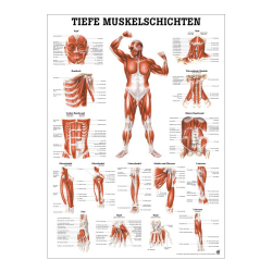 "Muskelsystem des Menschen" von verschiedenen Körpersequenzen Tiefe Muskelschichten - Vorderansicht | Poster 50 x 70 cm | unlaminiert
