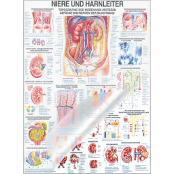 Lehrtafel "Niere u. Harnleiter", "Harnblase u. Harnröhre" Niere u. Harnleiter | Lehrtafel 70 x 100 cm | laminiert