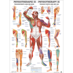"Physiotherapie I-IX" Physiotherapie IX-Triggerpunkte Arm u. Bein | Poster 50 x 70 cm | unlaminiert