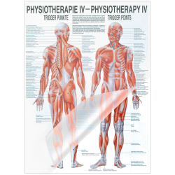 Physiotherapie IV - Triggerpunkte Mini-Poster 24 x 34 cm | laminiert
