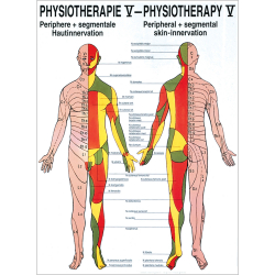 "Physiotherapie I-IX" Physiotherapie V-Hautinnervation | Poster 50 x 70 cm | unlaminiert