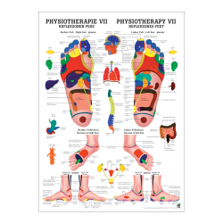 "Physiotherapie I-IX" Physiotherapie VII-Reflexzonen Fuß | Poster 50 x 70 cm | unlaminiert