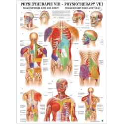 "Physiotherapie I-IX" Physio VIII-Triggerpunkte Kopf u. Rumpf | Poster 50 x 70 cm | unlaminiert