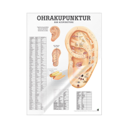 Miniposter "Körperakupunktur" Ohrakupunktur | Mini-Poster 24 x 34 cm | laminiert