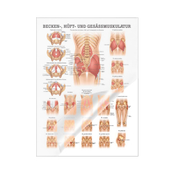 "Muskelsystem des Menschen" von verschiedenen Körpersequenzen Becken-, Hüft- u. Gesäßmuskulatur | Mini-Poster 24 x 34 cm | laminiert