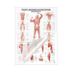 "Muskelsystem des Menschen" von verschiedenen Körpersequenzen Tiefe Muskelschichten - Rückansicht | Mini-Poster 24 x 34 cm | laminiert