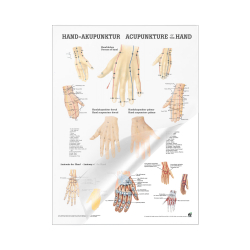 Miniposter "Körperakupunktur" Handakupunktur | Mini-Poster 24 x 34 cm | laminiert