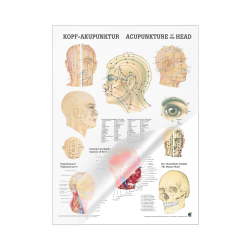 Miniposter "Körperakupunktur" Kopfakupunktur | Mini-Poster 24 x 34 cm | laminiert