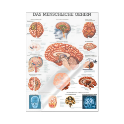Das menschliche Gehirn Mini-Poster 24 x 34 cm | laminiert