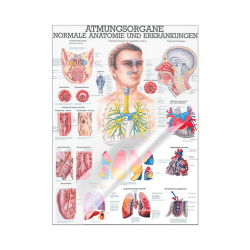 Atmungsorgane des Menschen Mini-Poster 24 x 34 cm | laminiert