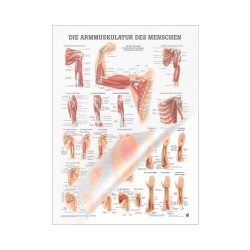 "Muskelsystem des Menschen" von verschiedenen Körpersequenzen Die Armmuskulatur des Menschen | Mini-Poster 24 x 34 cm | laminiert