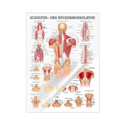 "Muskelsystem des Menschen" von verschiedenen Körpersequenzen Schulter- u. Rückenmuskulatur | Mini-Poster 24 x 34 cm | laminiert