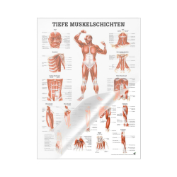 "Muskelsystem des Menschen" von verschiedenen Körpersequenzen Tiefe Muskelschichten - Vorderansicht | Mini-Poster 24 x 34 cm | laminiert