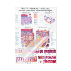 Lehrmittel "Haut, Haare und Nägel" Mini-Poster 24 x 34 cm | laminiert