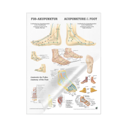 Miniposter "Körperakupunktur" Fußakupunktur | Mini-Poster 24 x 34 cm | laminiert