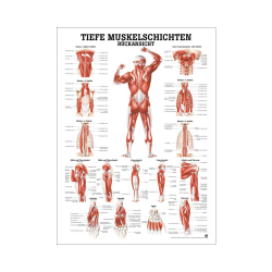 "Muskelsystem des Menschen" von verschiedenen Körpersequenzen Tiefe Muskelschichten - Rückansicht | Mini-Poster 24 x 34 cm | unlaminiert