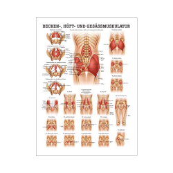 "Muskelsystem des Menschen" von verschiedenen Körpersequenzen Becken-, Hüft- u. Gesäßmuskulatur | Mini-Poster 24 x 34 cm | unlaminiert