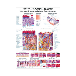 Lehrmittel "Haut, Haare und Nägel" Mini-Poster 24 x 34 cm | unlaminiert