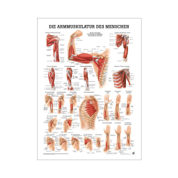 "Muskelsystem des Menschen" von verschiedenen Körpersequenzen Die Armmuskulatur des Menschen | Mini-Poster 24 x 34 cm | unlaminiert
