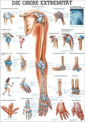 Die obere Extremität Poster 50 x 70 cm | unlaminiert
