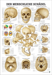 Der menschliche Schädel Die Schädelknochen des Menschen | Mini-Poster 24 x 34 cm | unlaminiert